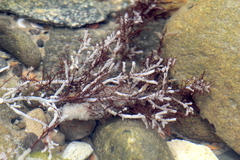 Gelidium robustum