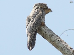 Nyctibius jamaicensis