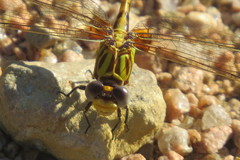Erpetogomphus designatus