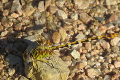 Erpetogomphus designatus