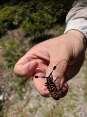 Aristobia approximator