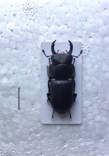 Dorcus davidis