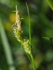 Carex pallescens