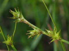 Carex echinata