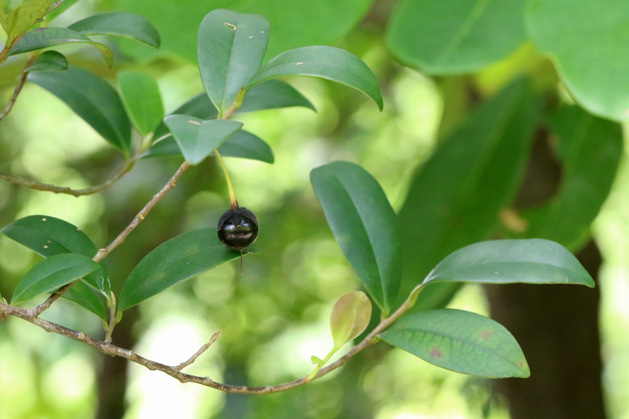 Cleyera parvifolia