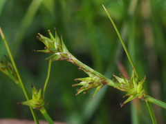 Carex echinata