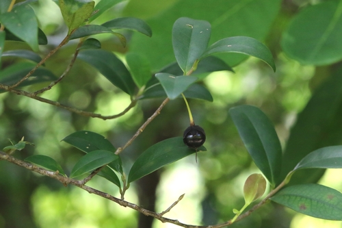 Image of Cleyera Parvifolia (Cleyera parvifolia) by no rights reserved