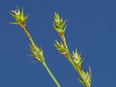 Carex echinata