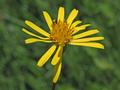 Tephroseris helenitis