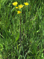 Tephroseris helenitis