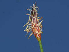 Eleocharis uniglumis