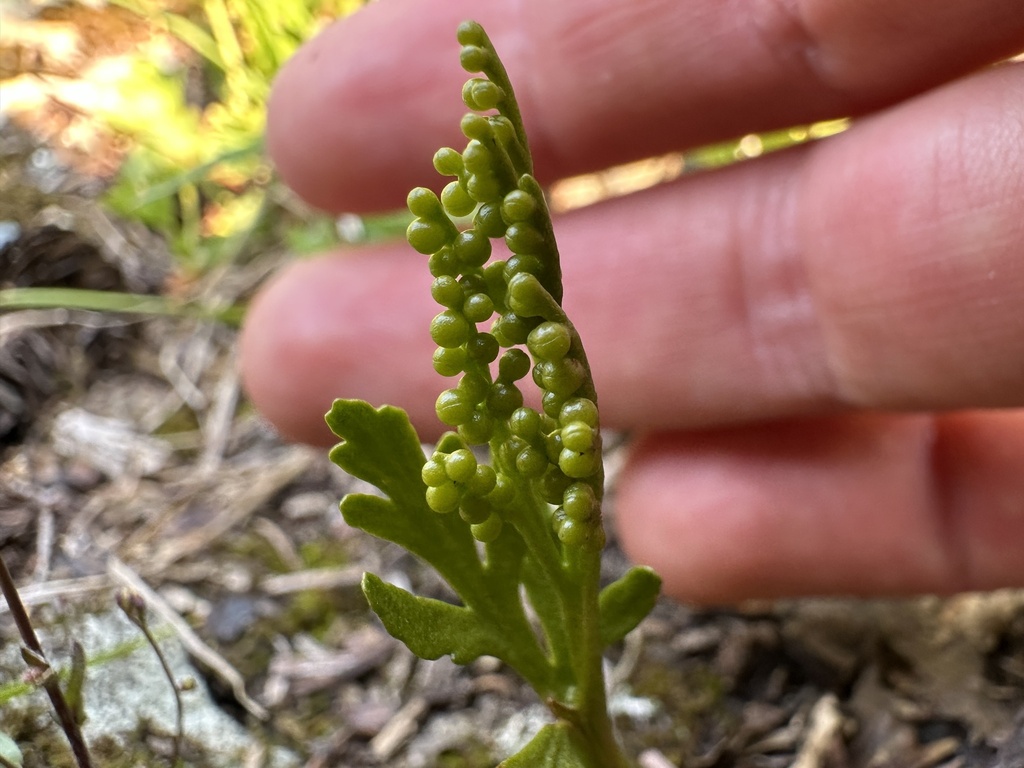 lanceleaf moonwort from Mt. Baker-Snoqualmie National Forest, Acme, WA ...