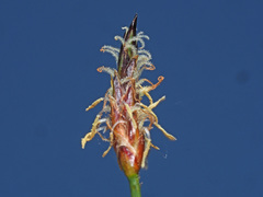 Eleocharis uniglumis