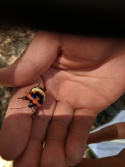 Poecilocoris latus