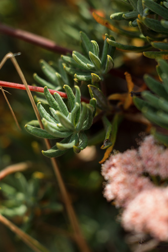Image of Eriogonum arborescens by (c) Sarah Dillion, some rights reserved (CC BY)