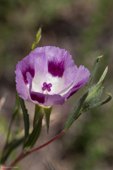 Clarkia williamsonii