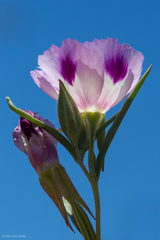 Clarkia williamsonii