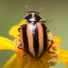 Paranaemia vittigera