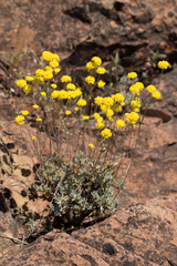 Eriogonum tripodum