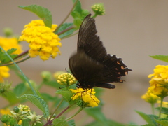 Heraclides rogeri pharnaces