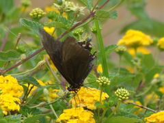 Heraclides rogeri pharnaces