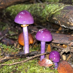 Cortinarius magellanicus