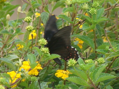 Heraclides rogeri pharnaces