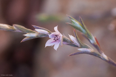 Polygonum californicum