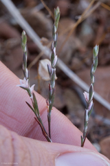 Polygonum californicum