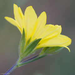 Lagophylla glandulosa