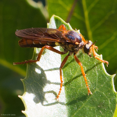 Callinicus calcaneus