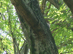 Melanerpes aurifrons