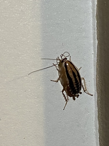 iNaturalist observation photo of Three-lined Cockroach