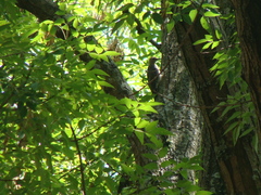 Melanerpes aurifrons