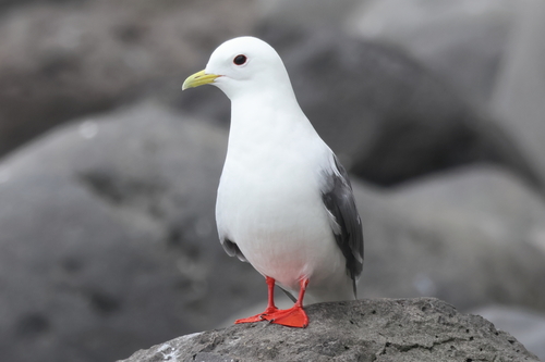 Red-legged Kittiwake｜红腿三趾鸥 参考照片