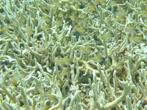 Cardinalfish