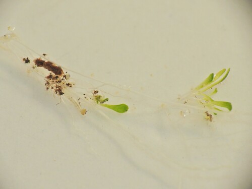 Image of Utricularia lateriflora by (c) Scott W. Gavins, some rights reserved (CC BY)