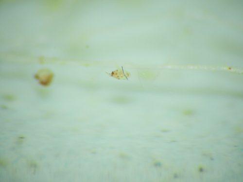 Image of Utricularia lateriflora by (c) Scott W. Gavins, some rights reserved (CC BY)