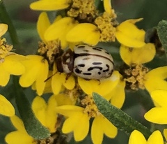 Zygogramma conjuncta