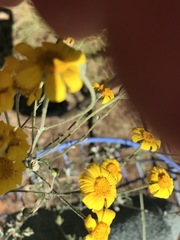 Eriophyllinae