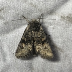 Lacinipolia olivacea