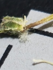 Amelanchier interior