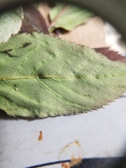 Amelanchier interior