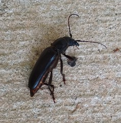 Archodontes melanopus