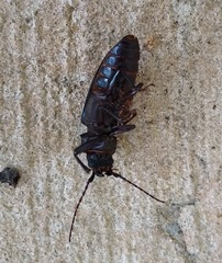 Archodontes melanopus