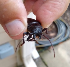 Archodontes melanopus