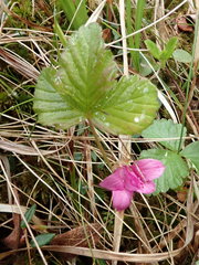 Rubus arcticus acaulis