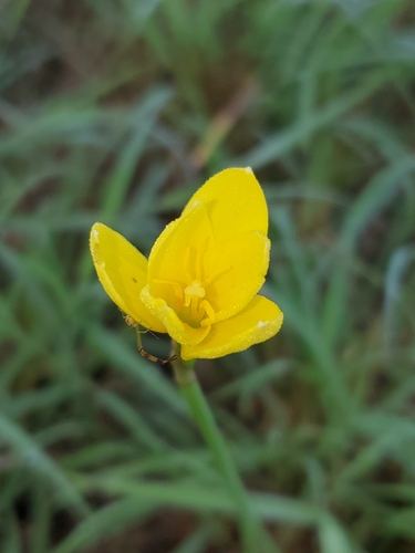 Refugio rainlily (Zephyranthes refugiensis)