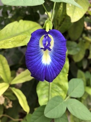 Clitoria ternatea