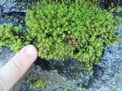 Dichodontium pellucidum